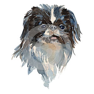 The Japanese Chin portrait