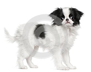 Japanese Chin puppy or Japanese Spaniel photo