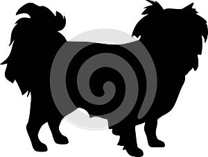 Japanese Chin silhouette black