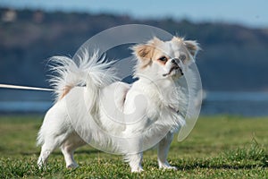 Japanese Chin standing in the grass