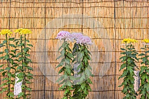 Japanese Chrysanthemum morifolium flowers against sudare screens in Meiji-Jingu Shrine.