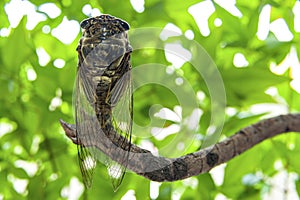Japanese cicada - Graptopsaltria nigrofuscata, the large brown, called aburazemi in Japanese. On dry branch