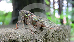 Japanese cicada at hongu fuji sengen shrine photo