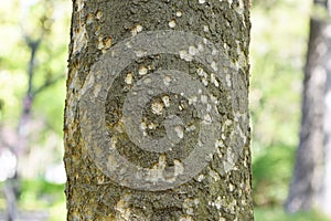 Japanese cinnamon trunk and leaves