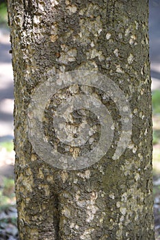 Japanese cinnamon trunk and leaves