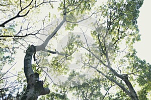 Japanese cinnamon trunk and leaves