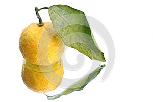 Japanese citron fruit on white water background 2