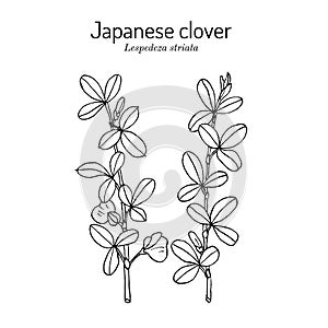 Japanese clover Lespedeza or Kummerowia striata , medicinal plant