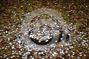 Japanese coins on the rock under the water