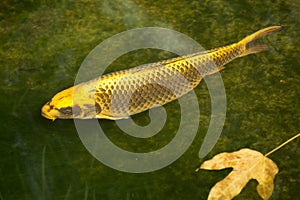 Japanese colored carp, koi fish Cyprinus carpio haematopterus.