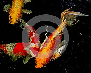 Japanese colorful Koi Carps swimming in the calm lake water