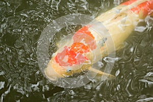 Japanese colorful Koi fish swimming in temple pond