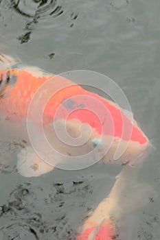 Japanese colorful Koi fish swimming in temple pond