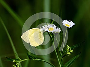Japanese common grass yellow butterfly on daisy 2 photo