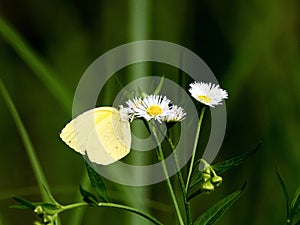 Japanese common grass yellow butterfly on daisy 3 photo
