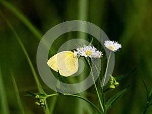 Japanese common grass yellow butterfly on daisy 1 photo