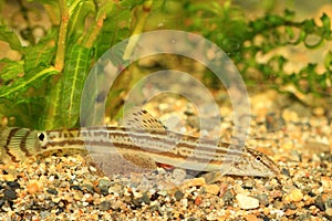 Japanese common striped loach