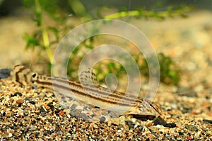 Japanese common striped loach