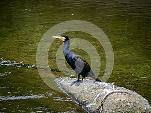 Japanese cormorant on concrete debris in a river 1