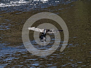 Japanese cormorant in flight over sakai river 2