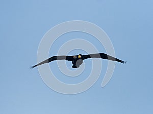 Japanese cormorant flying on blue sky background 1