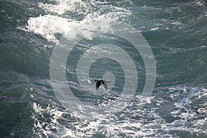 Japanese cormorant flying over water