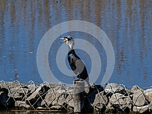 Japanese cormorant on a post in the sakai river 2