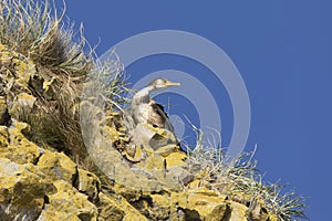 Japanese cormorant sitting on  rock against the blue sky