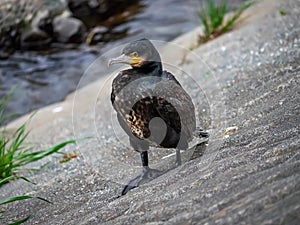 Japanese cormorant stands beside the Sakai River 1