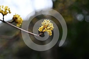 Japanese cornel (Cornus officinalis) flowers. Cornaceae deciduous tree. photo
