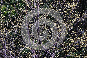 Japanese cornel (Cornus officinalis) flowers. Cornaceae deciduous tree. photo