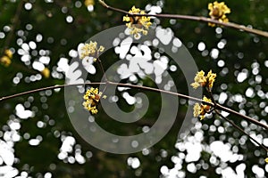 Japanese cornel (Cornus officinalis) flowers. Cornaceae deciduous tree. photo