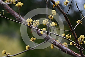Japanese cornel (Cornus officinalis) flowers. Cornaceae deciduous tree. photo