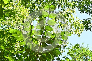 Japanese cornel ( Cornus officinalis ) tree. Trichome on the underside of a leaf.