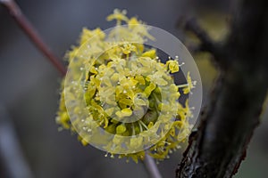 Japanese Cornel Cornus officinalis cluster of yellow flowers photo