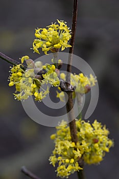 Japanese Cornel Cornus officinalis yellow flowers in close-up photo