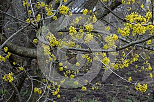 Japanese Cornel Cornus officinalis yellow flowers on branches photo