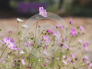 Japanese Cosmos flowers during autumn in the Tohoku region.