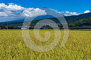 Japanese countryside landscape of rice field with Mt Fuji