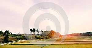 Japanese countryside with rice field