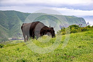 Japanese cow grazing on Matengai Cliffs on Oki Islands, Shimane, Japan, Unesco Global Geopark, Sea of Japan