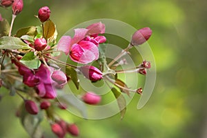 Japanese crabapple pink red blossoms on a branch on soft green bokeh
