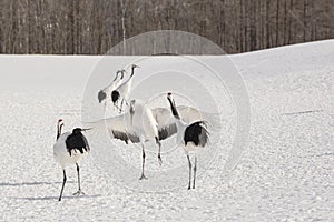 Japanese Crane Bowing to Mates