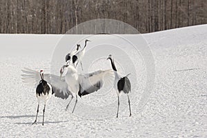 Japanese Crane Dance with Wings Spread