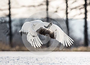 Japanese crane in flight. Japan.