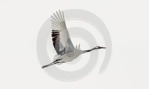 Japanese crane in flight. Japan. Hokkaido.