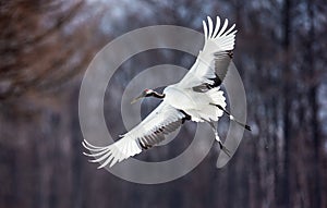 Japanese crane in flight. Japan. Hokkaido.