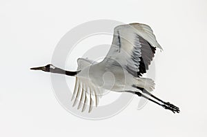 Japanese crane in flight. Japan. Hokkaido.