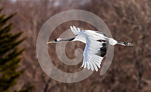 Japanese crane in flight. Japan. Hokkaido.