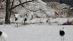 Japanese crane (Grus Japonensis) in Japan